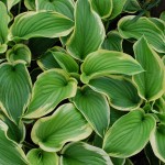 Hosta (Aureo-marginata) Plantain Lily